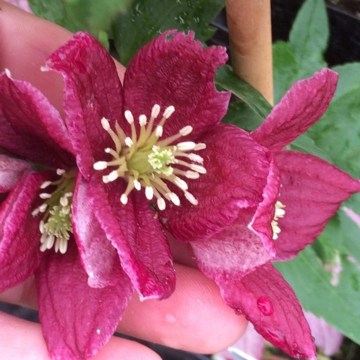 Clematis cirrhosa 'Lansdowne Gem'