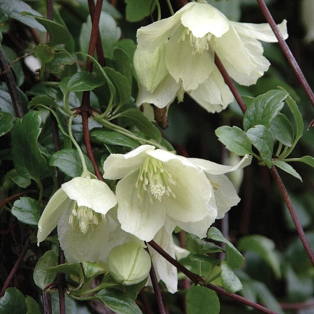 Clematis cirrhosa 'Wisley Cream'