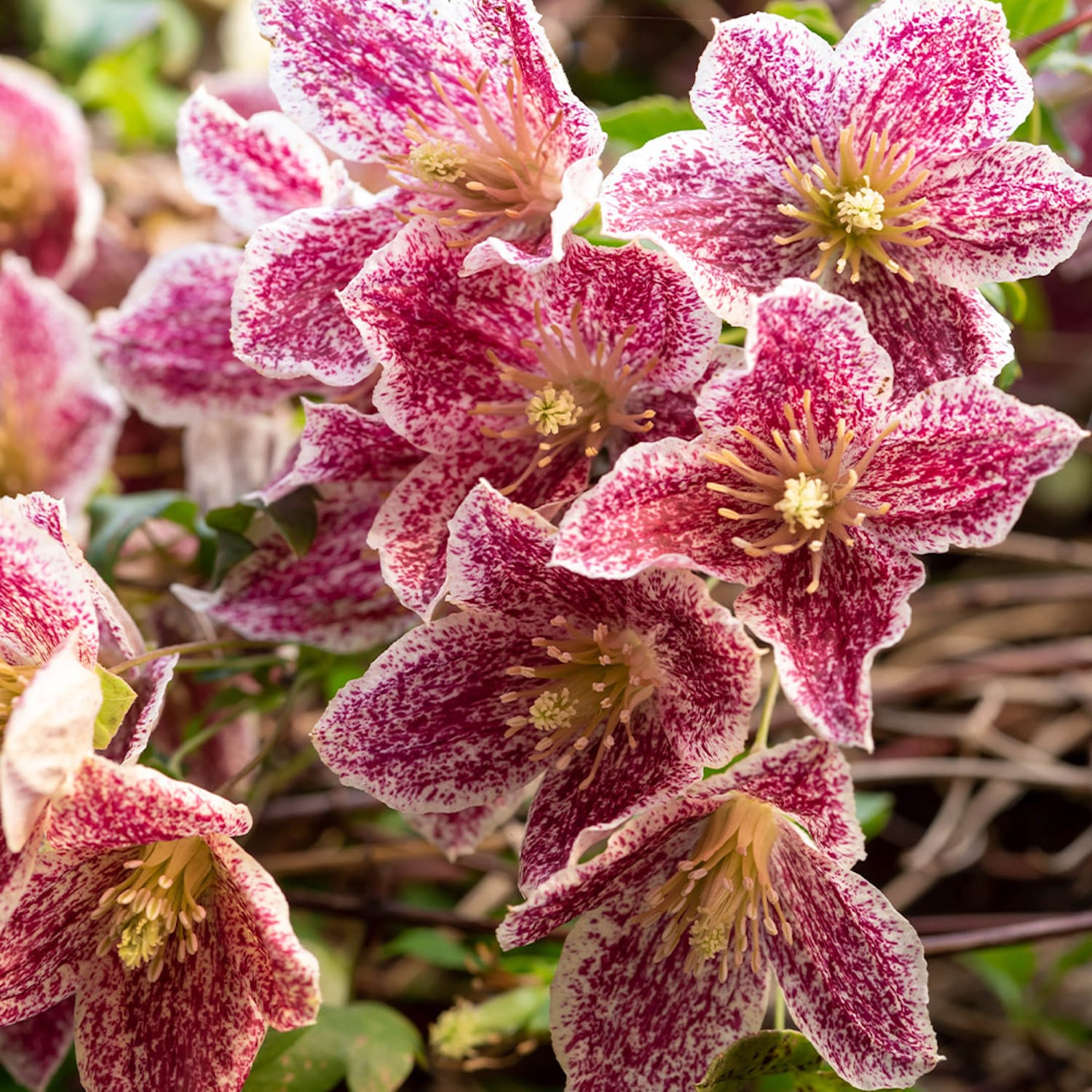 Clematite de iarna, frunze verzi tot anul - Clematis cirrhosa 'Freckles'