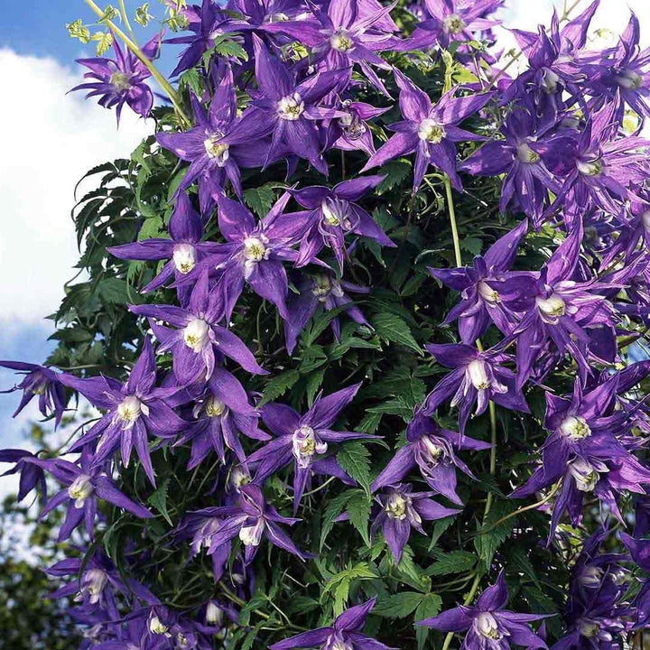 Clematis macropetala 'Maidwell Hall'