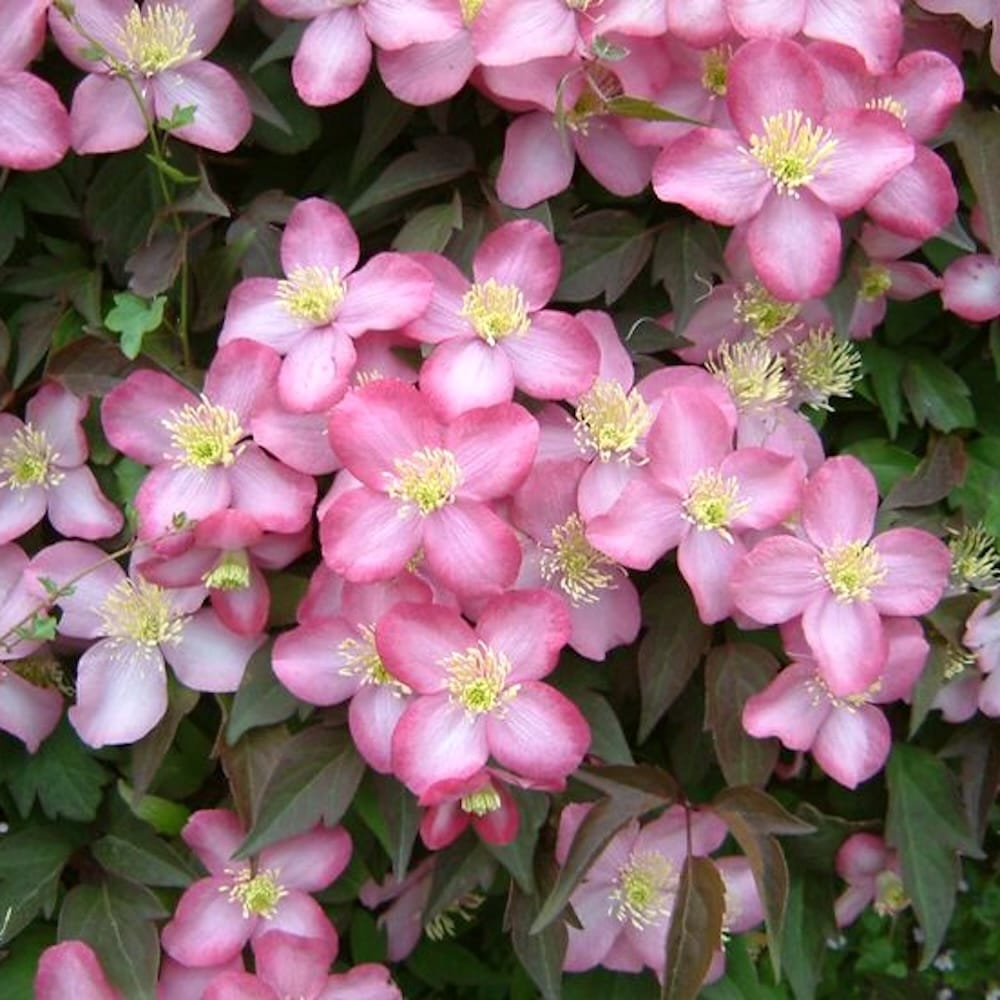 Clematis montana 'Freda