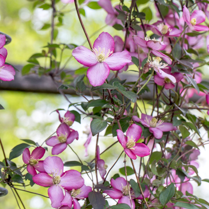 Clematis montana 'Van Gogh'