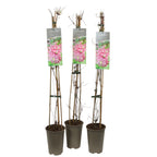 Clematite parfumate - Clematis montana 'Broughton Star'