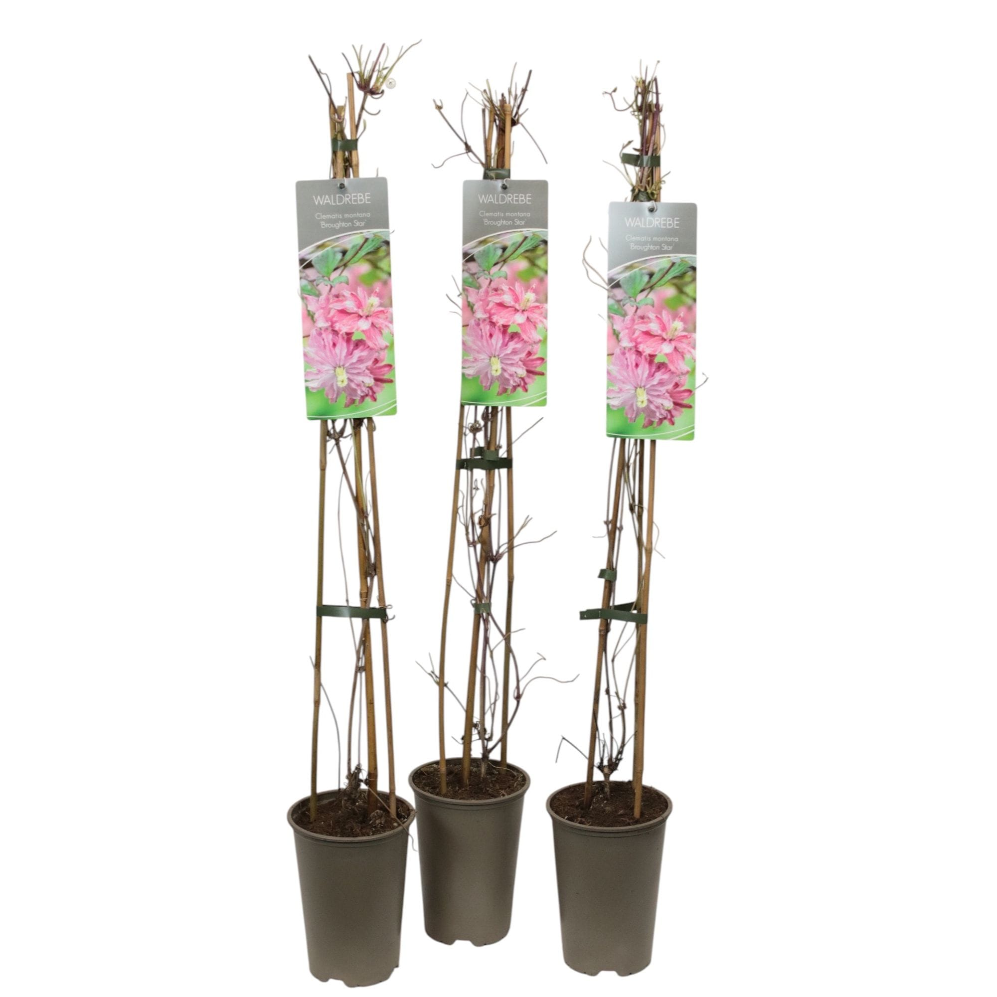 Clematite parfumate - Clematis montana 'Broughton Star'
