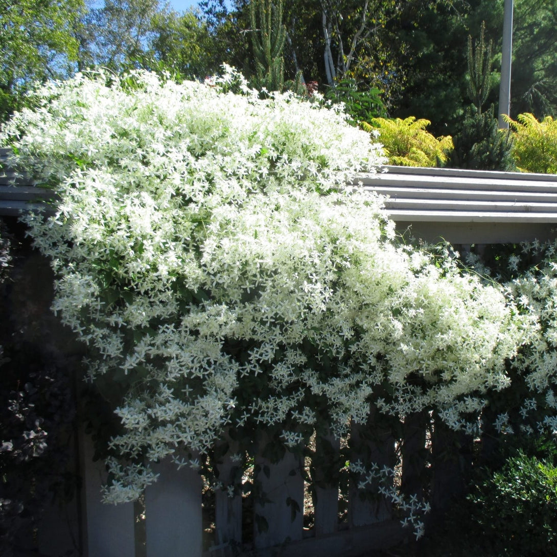 Clematis terniflora