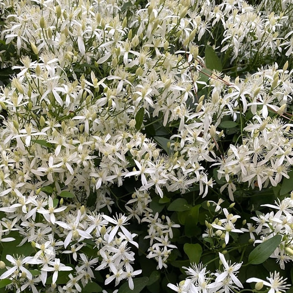 Clematis terniflora