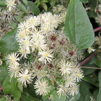 Clematis vitalba (Barba Batranului)