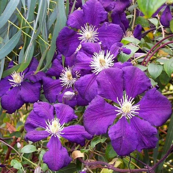 Clematis with abundant blooms - Clematis viticella 'Blue Belle' (Viticella Group)