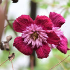Clematis viticella 'Avant Garde'