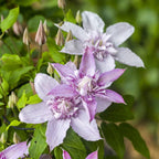 Clematis 'Multi Pink' - Clematis mit großen, doppelten, rosa Blüten (Früh große Blütengruppe)