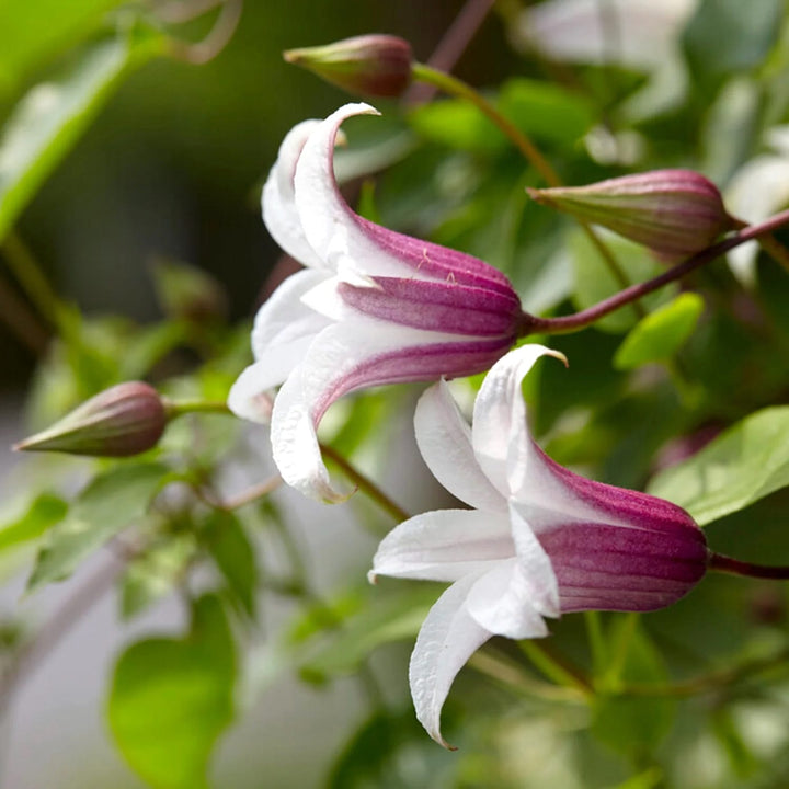 Clematis 'Princess Kate'