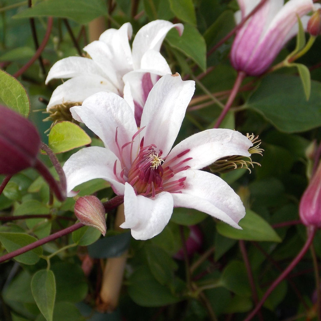 Clematis 'Princess Kate'