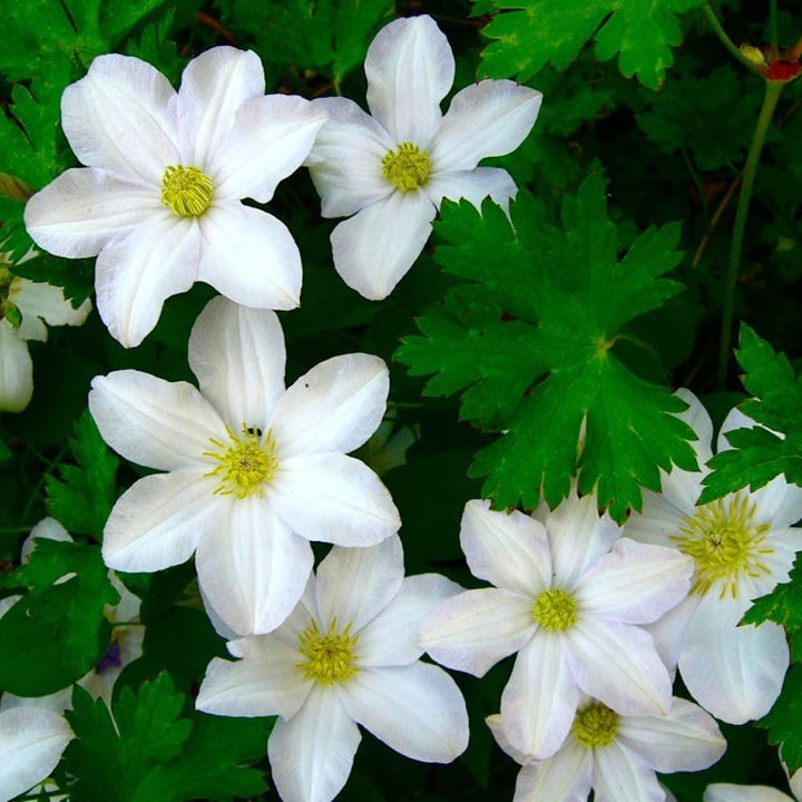 Clematis 'Apollonia' 