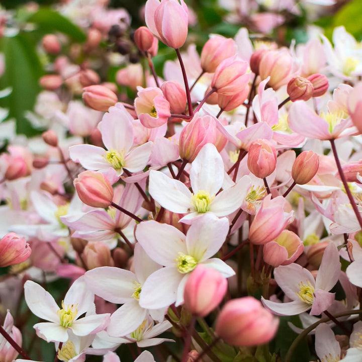 Clematis armandii 'Apple Blossom'