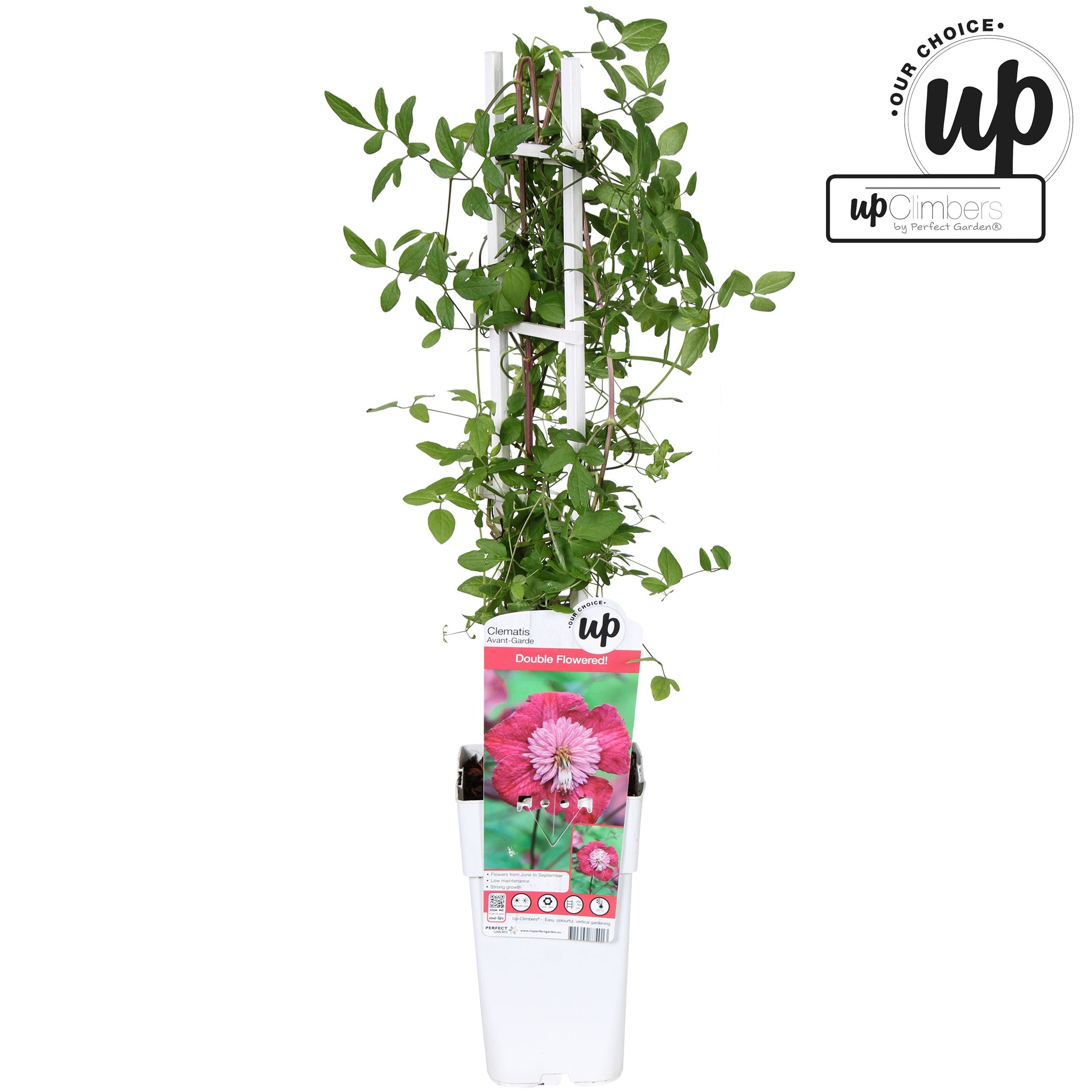 Clematis viticella 'Avant Garde'