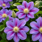Clematis Barbara Jackman