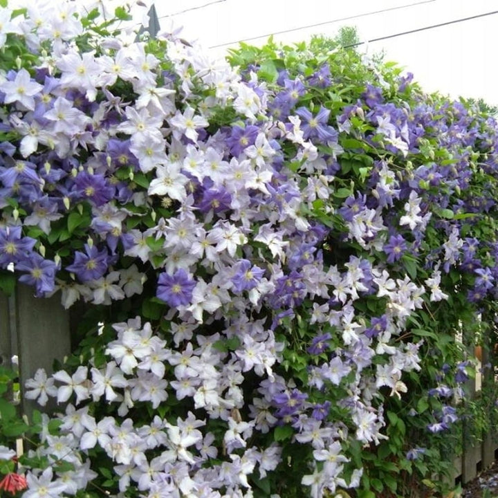 Clematis 'Blekitny Aniol'