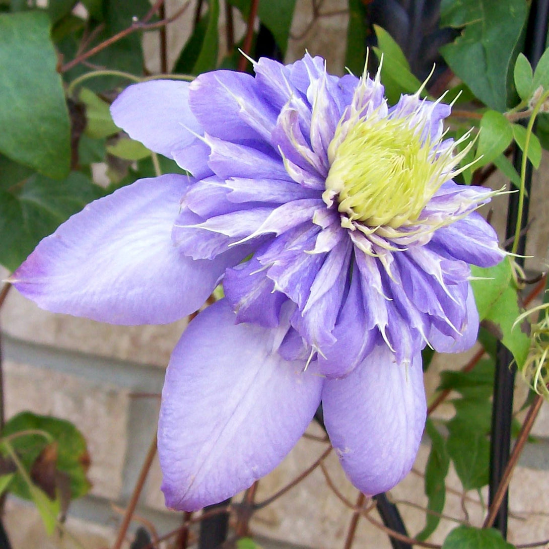 Clematis 'Blue Light'