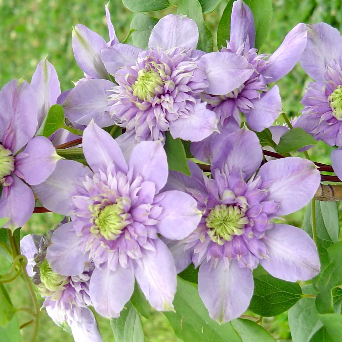 Clematis 'Blue Light'