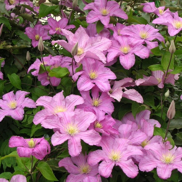 Clematis 'Comtesse de Bouchaud'