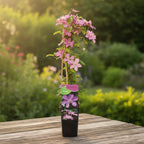 Clematite - Clematis 'Comtesse de Bouchaud'