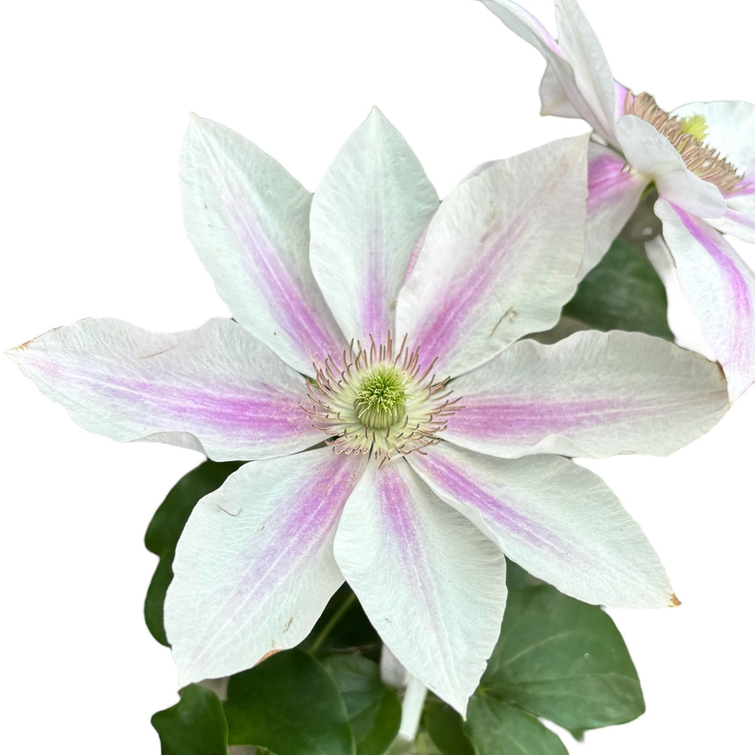 Clematis 'Corinne' (Boulevard - 'Evipo063')