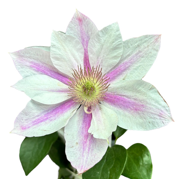 Clematis 'Corinne' (Boulevard - 'Evipo063')