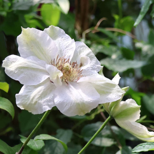 Clematis 'Destiny'