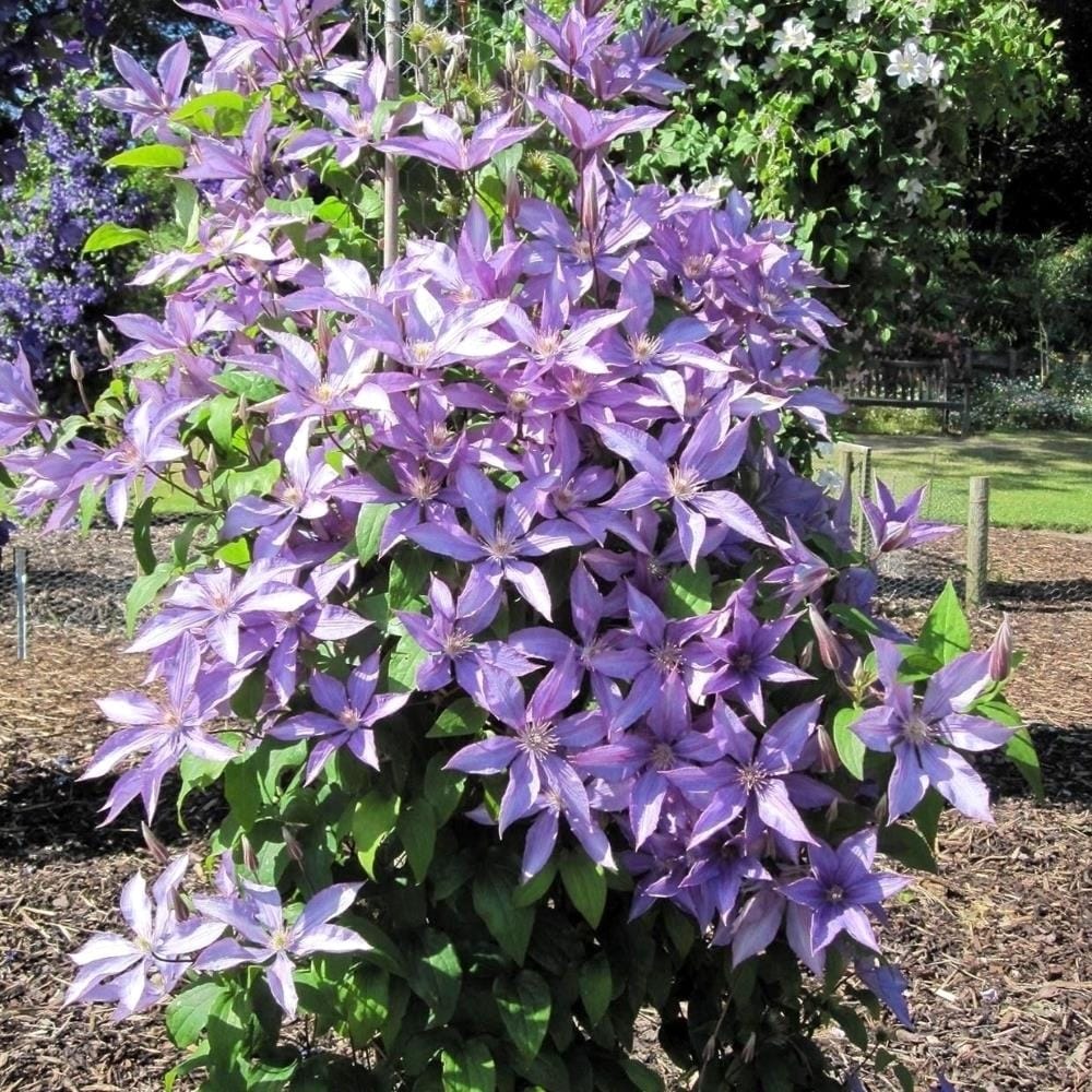 Clematis 'Dorothy Walton' (Bagatelle)