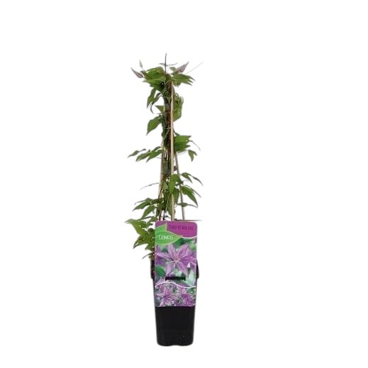 Clematis 'Dorothy Walton' (Bagatelle)