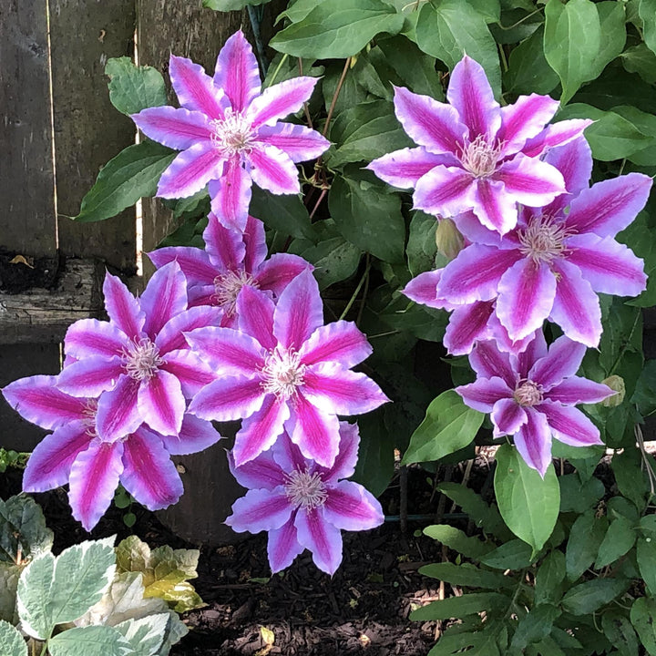 Clematite - Clematis 'Dr. Ruppel'