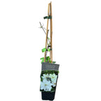 Clematis 'Gladys Picard'