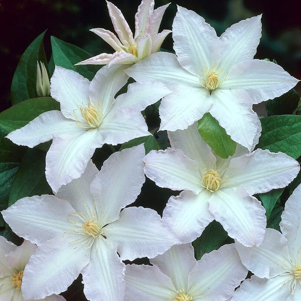 Clematis 'Gladys Picard'