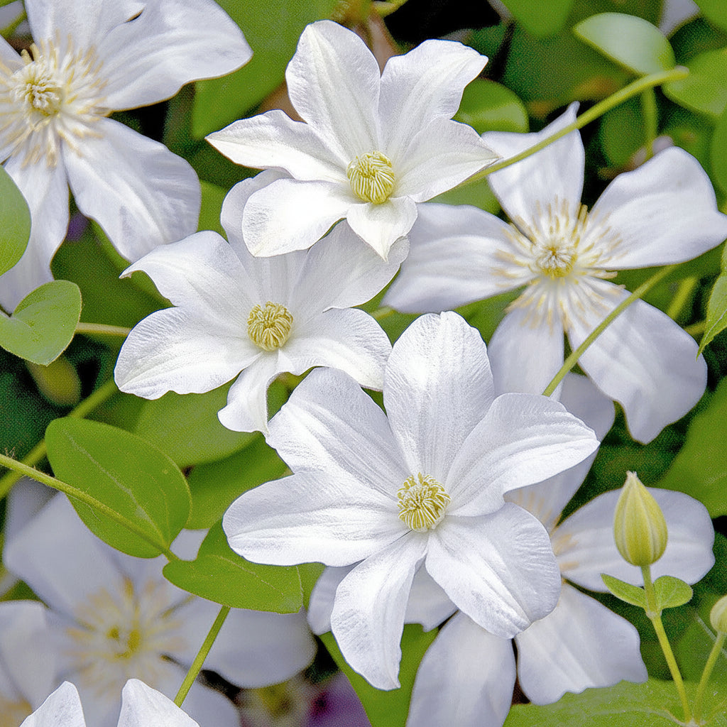 Clematite - Clematis 'Huldine' (Late Large-flowered Clematis)
