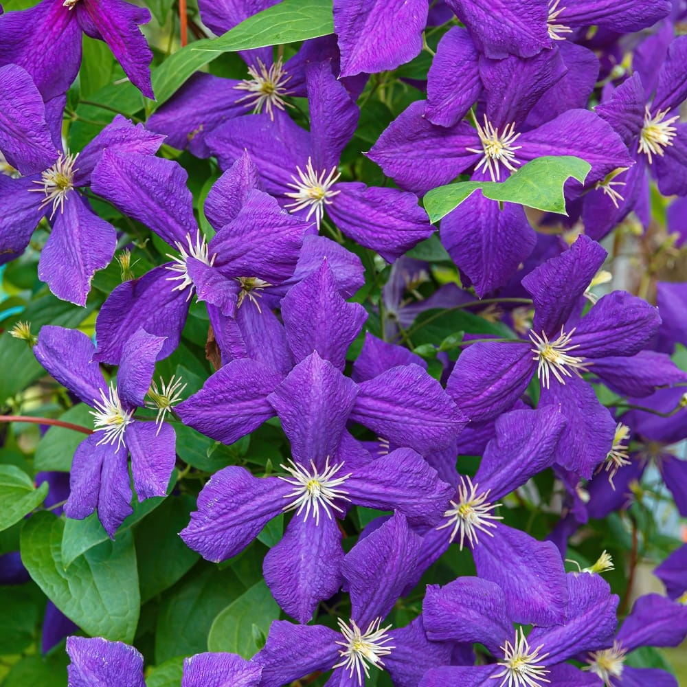 Clematis 'Jackmanii'