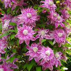 Clematite cu flori duble - Clematis 'Josephine Regal'