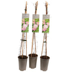 Clematis 'Josephine Regal'