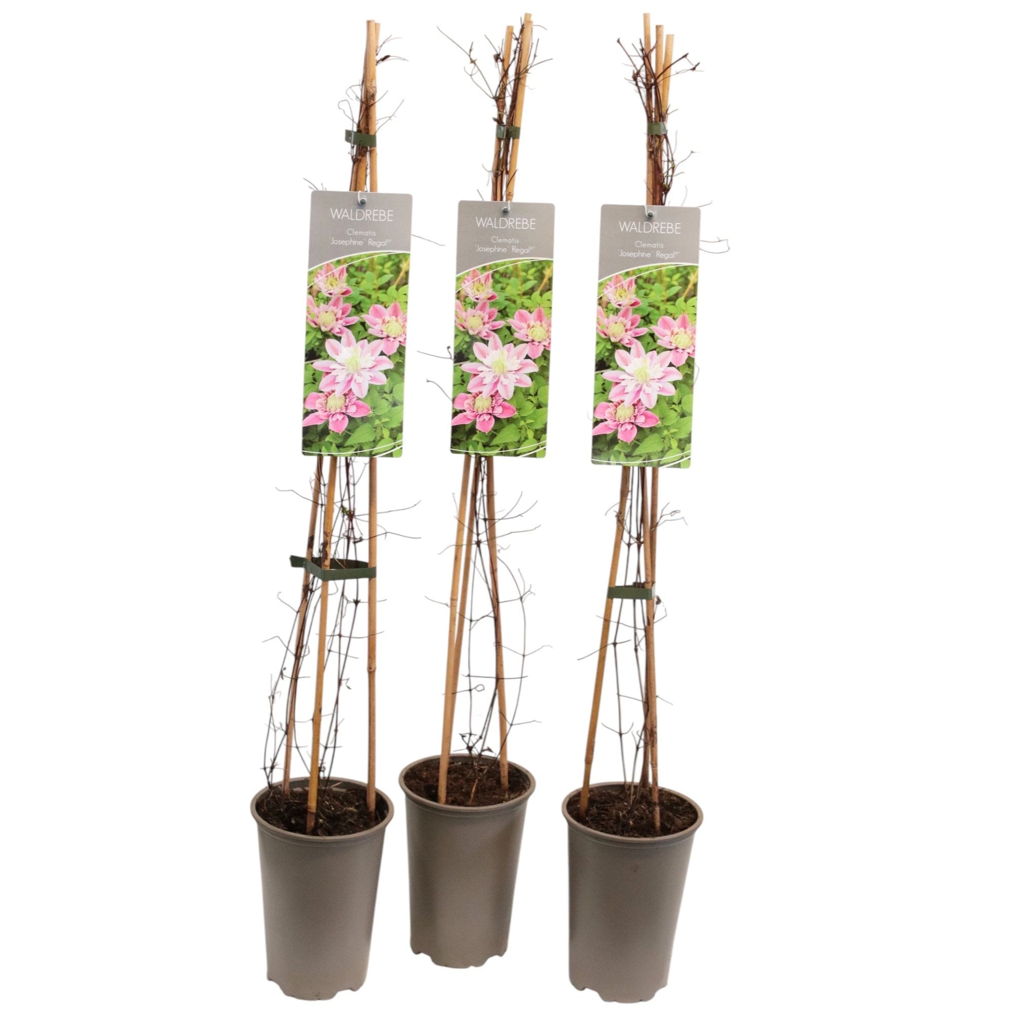 Clematis 'Josephine Regal'