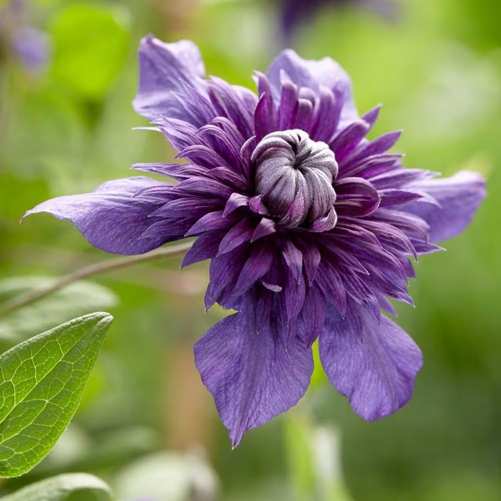 Clematis Kokonoe