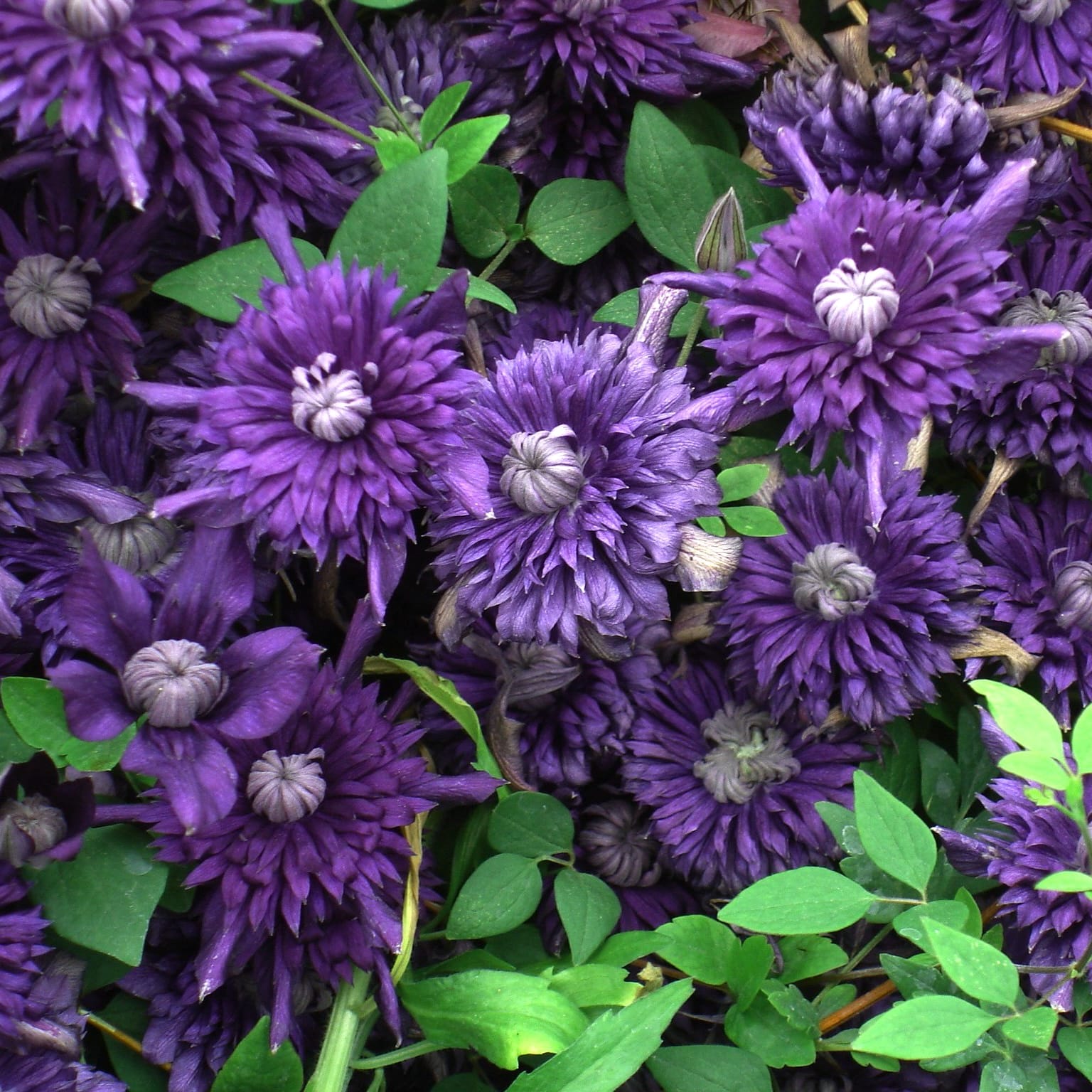 Clematis Kokonoe