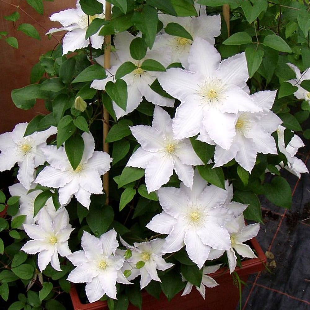 Clematis 'Madame Le Coultre'