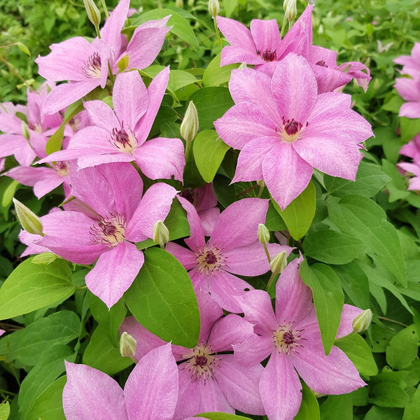 Clematis 'Margaret Hunt'