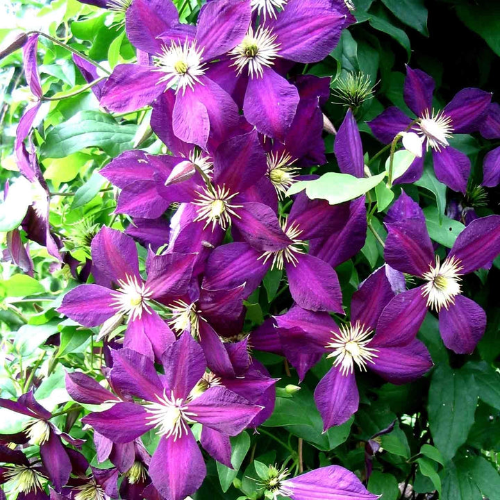 Clematis viticella 'Mikelite' 