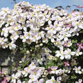 Clematite parfumate - Clematis Montana 'Fenne'® - flori XL