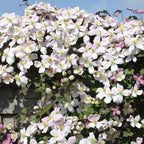 Clematite parfumate - Clematis Montana 'Fenne'® - flori XL