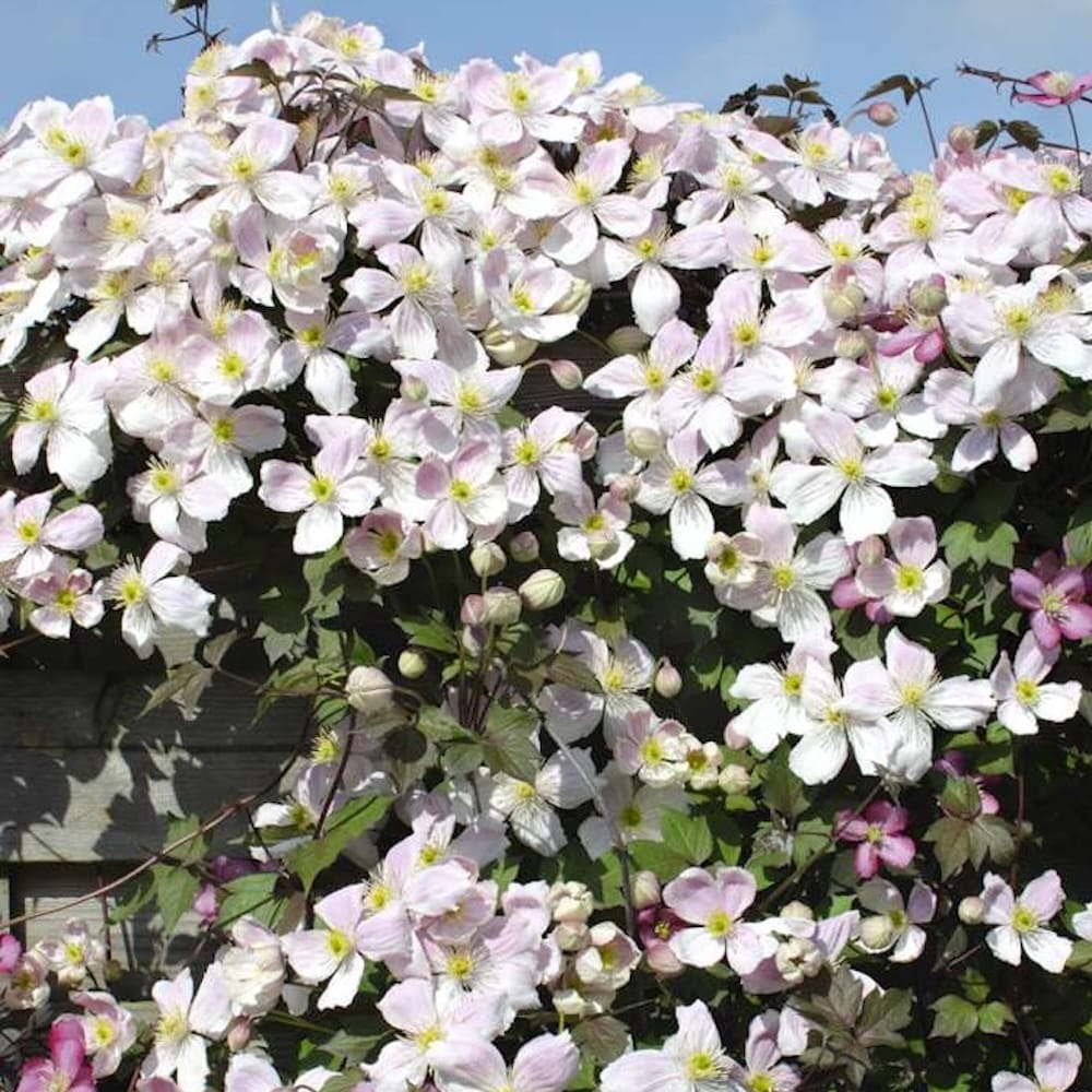 Clematite parfumate - Clematis Montana 'Fenne'® - flori XL