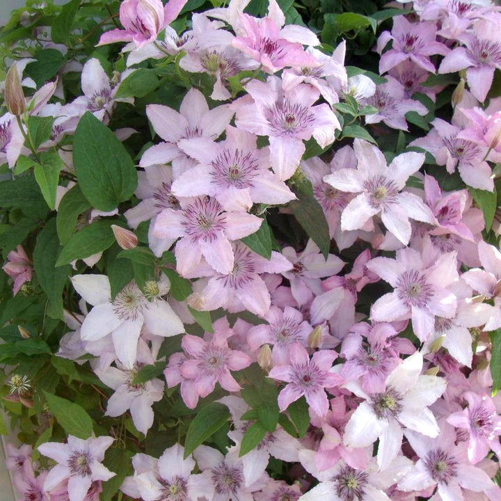 Clematis 'Pink Fantasy'