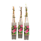 Clematis 'Princess Diana' (Royal Collection)