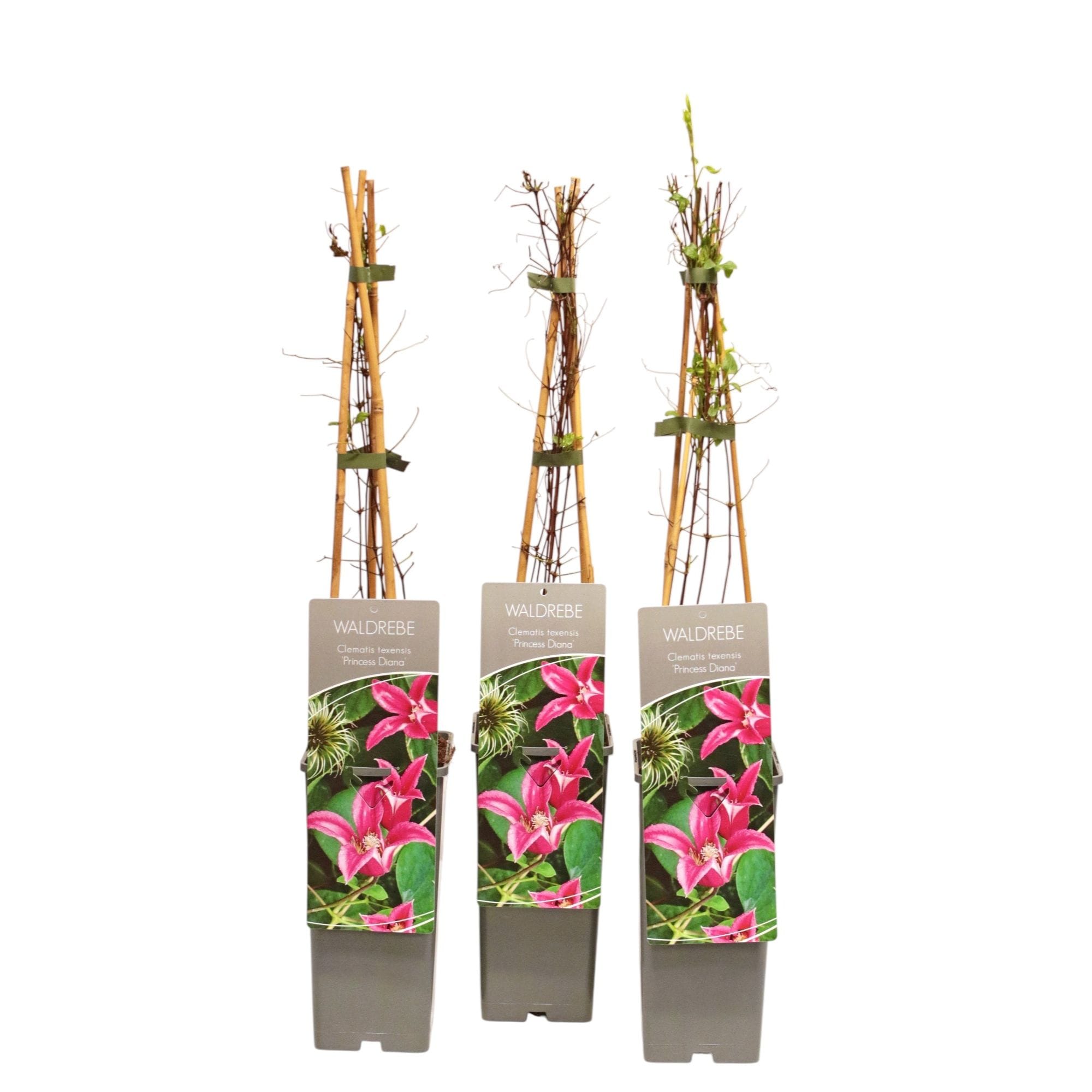 Clematis 'Princess Diana' (Royal Collection)