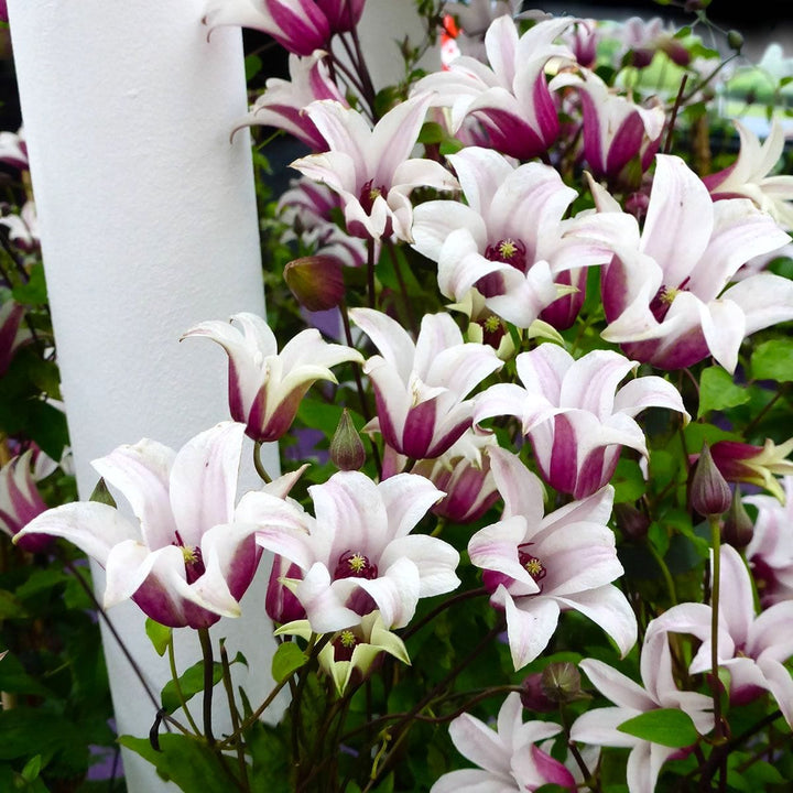 Clematis 'Princess Kate'